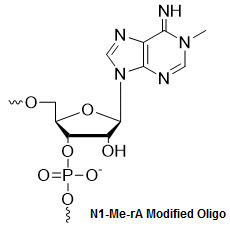 Bio-Synthesis Inc. Oligo Structure